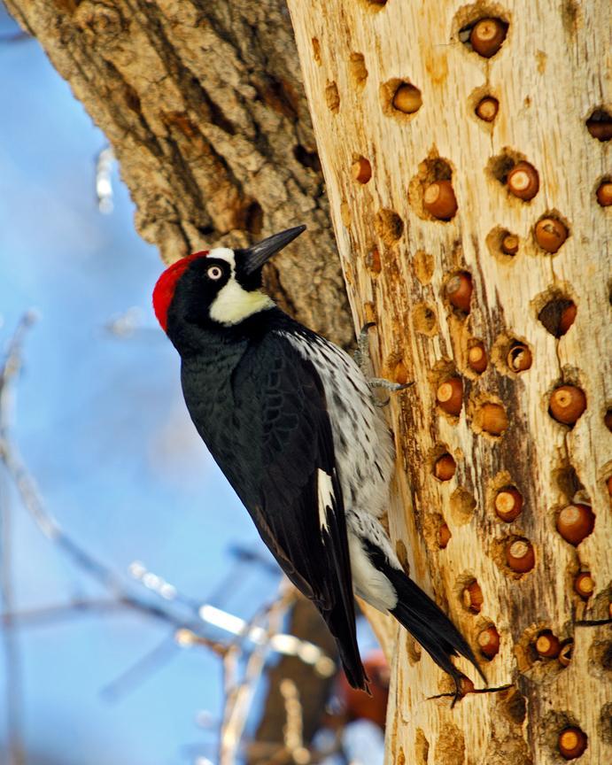 Photo of Acorn Woodpecker