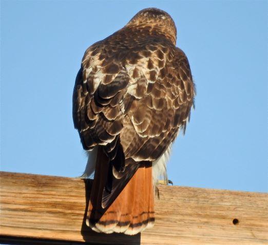 Photo of Red-tailed Hawk