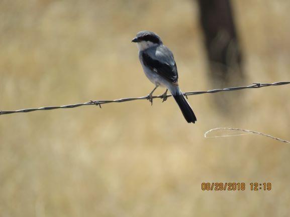 Photo of Loggerhead Strike bird