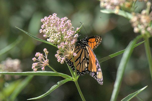 Photo of Monarch Butterfly on narrow-leaf milkweed