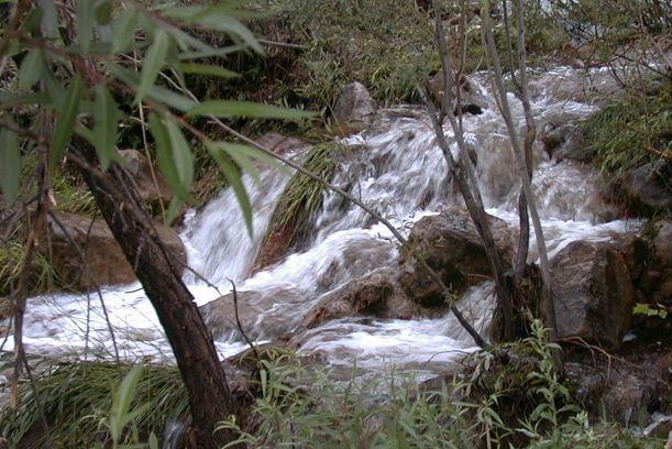Photo of a stream within the wetlands