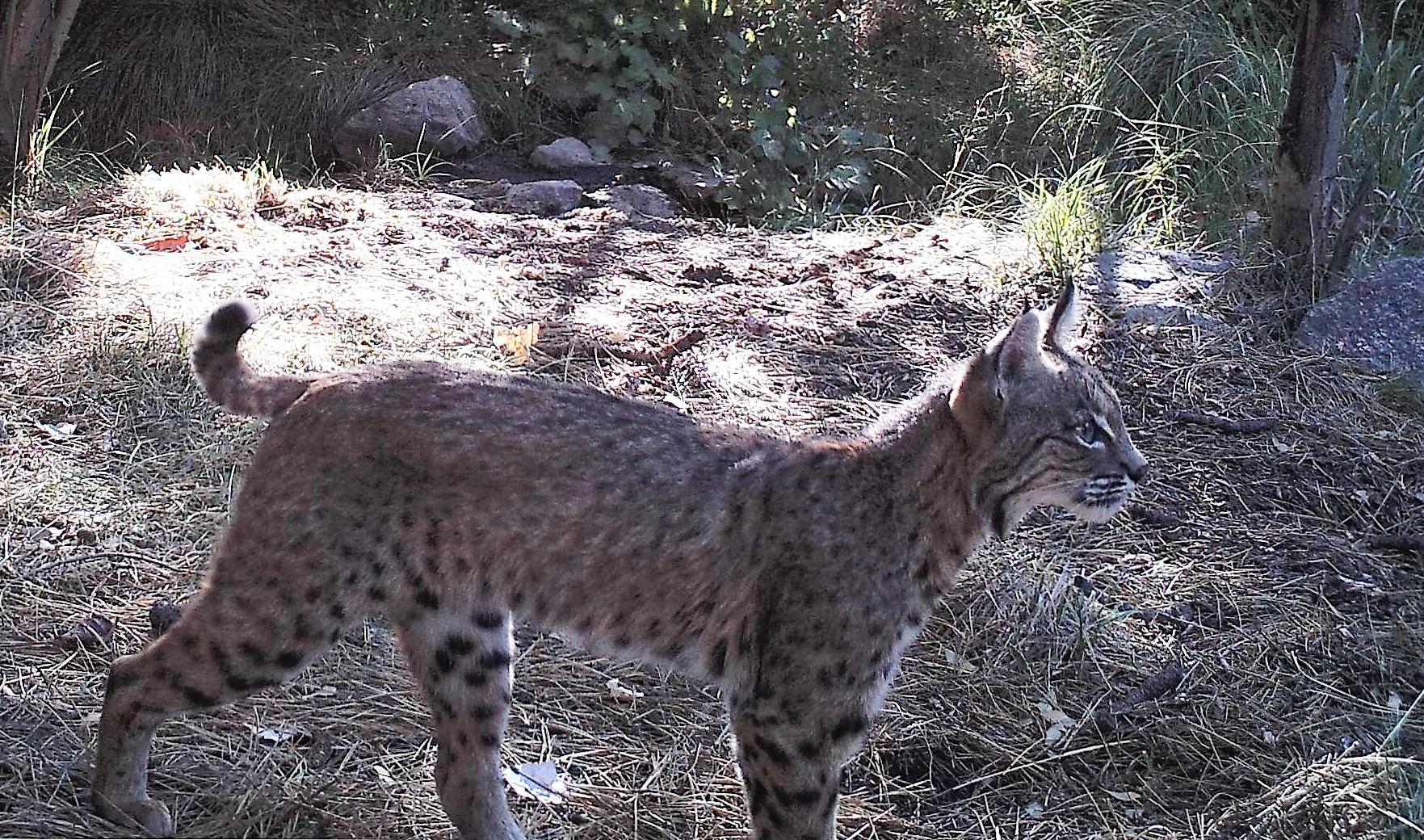 Photo of bobcat