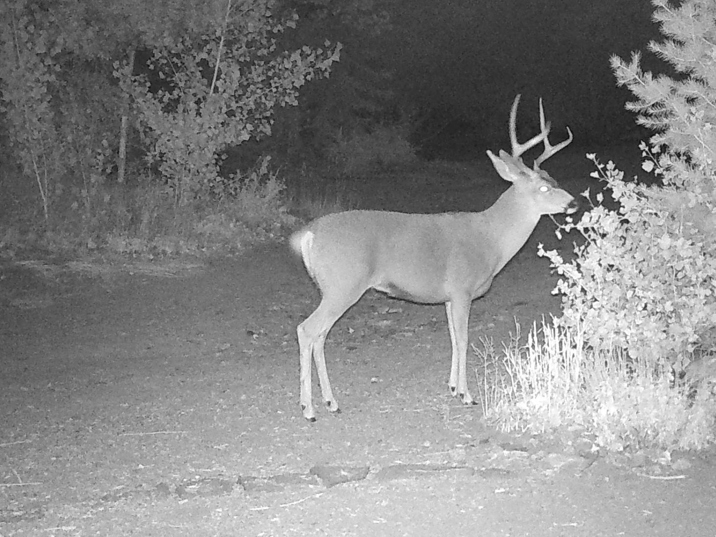 Photo of a buck