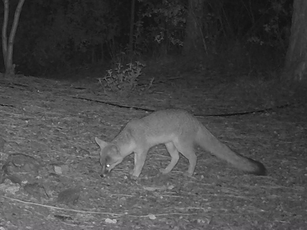 Photo of a gray fox