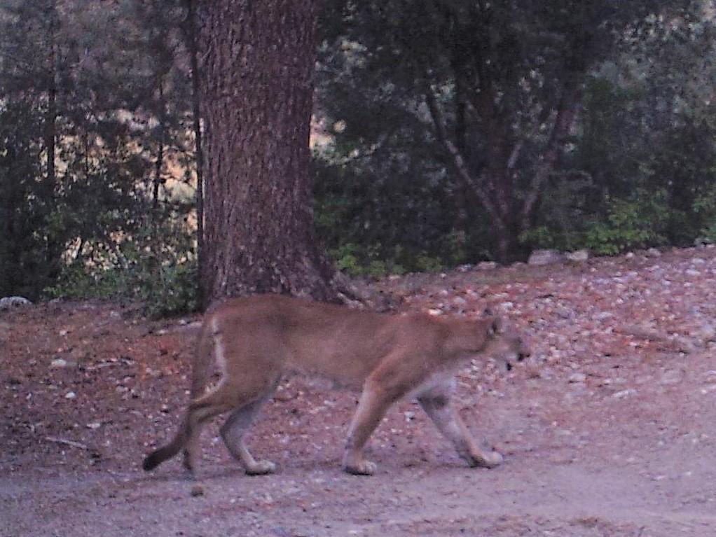 Photo of a mountain lion