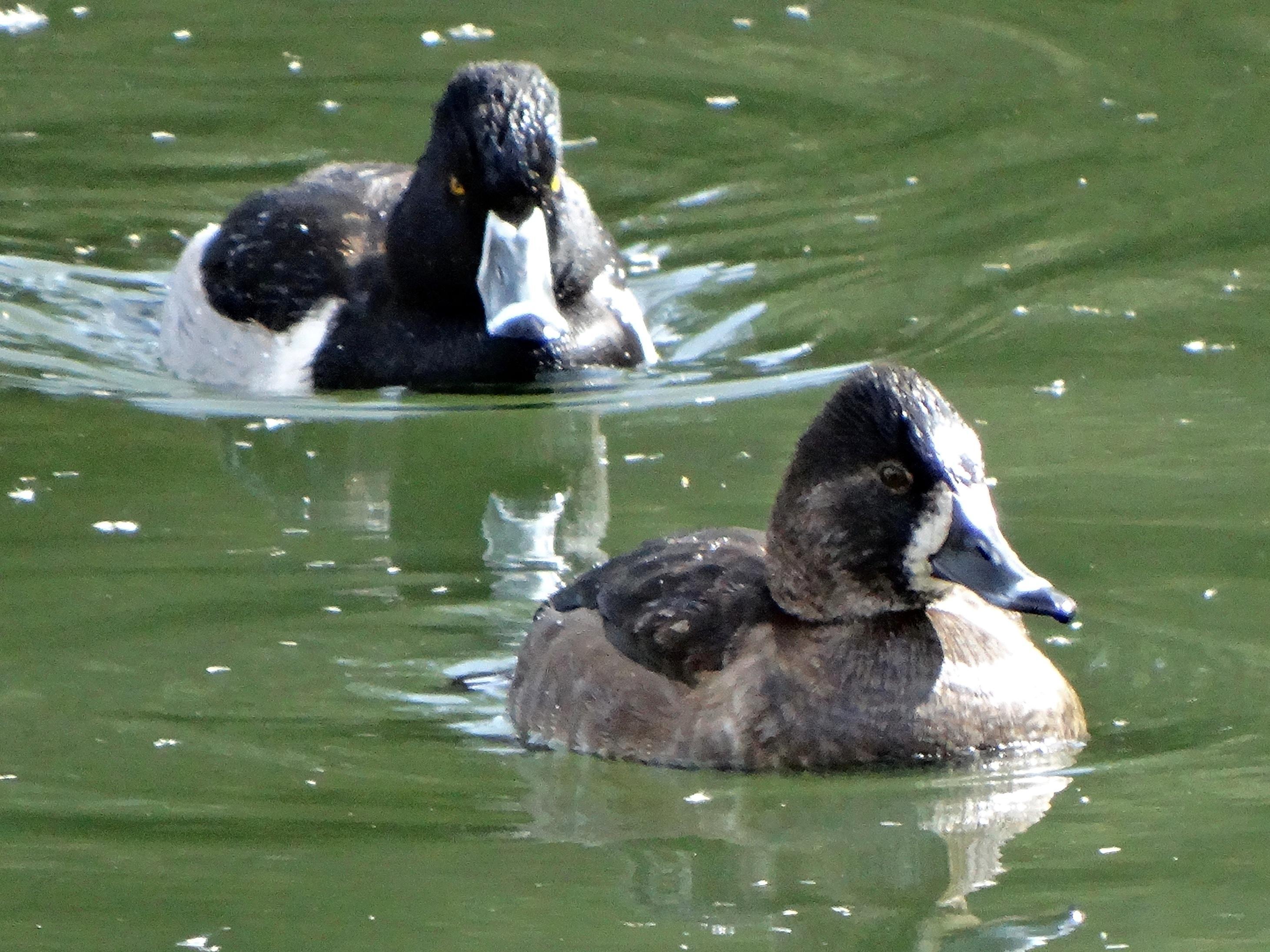 Photo of Coots