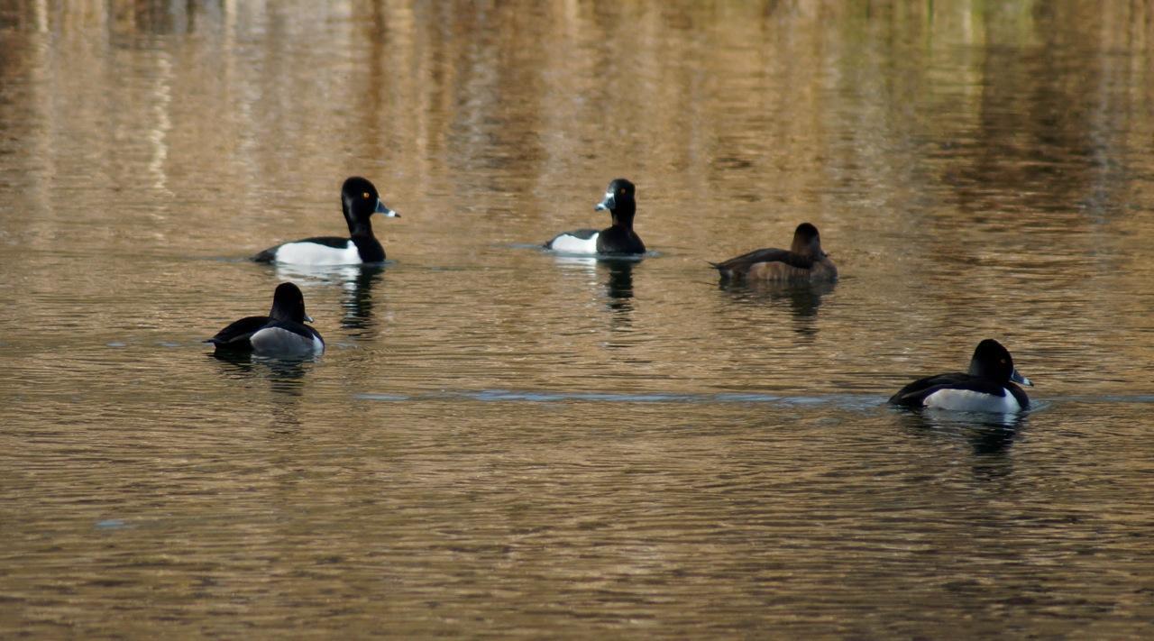 Photo of Coots from Farther Away