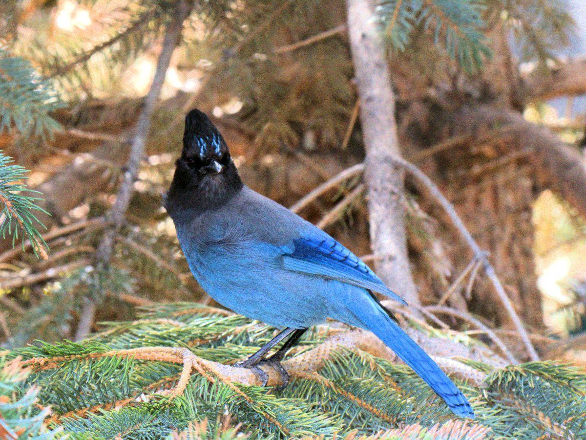 Photo of a Stellar's Jay