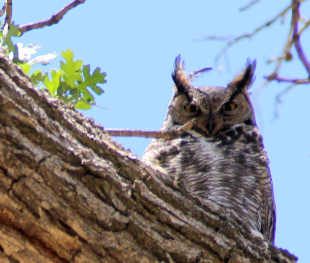 Photo of a watchful Great Horned Owl mother near her babies 
