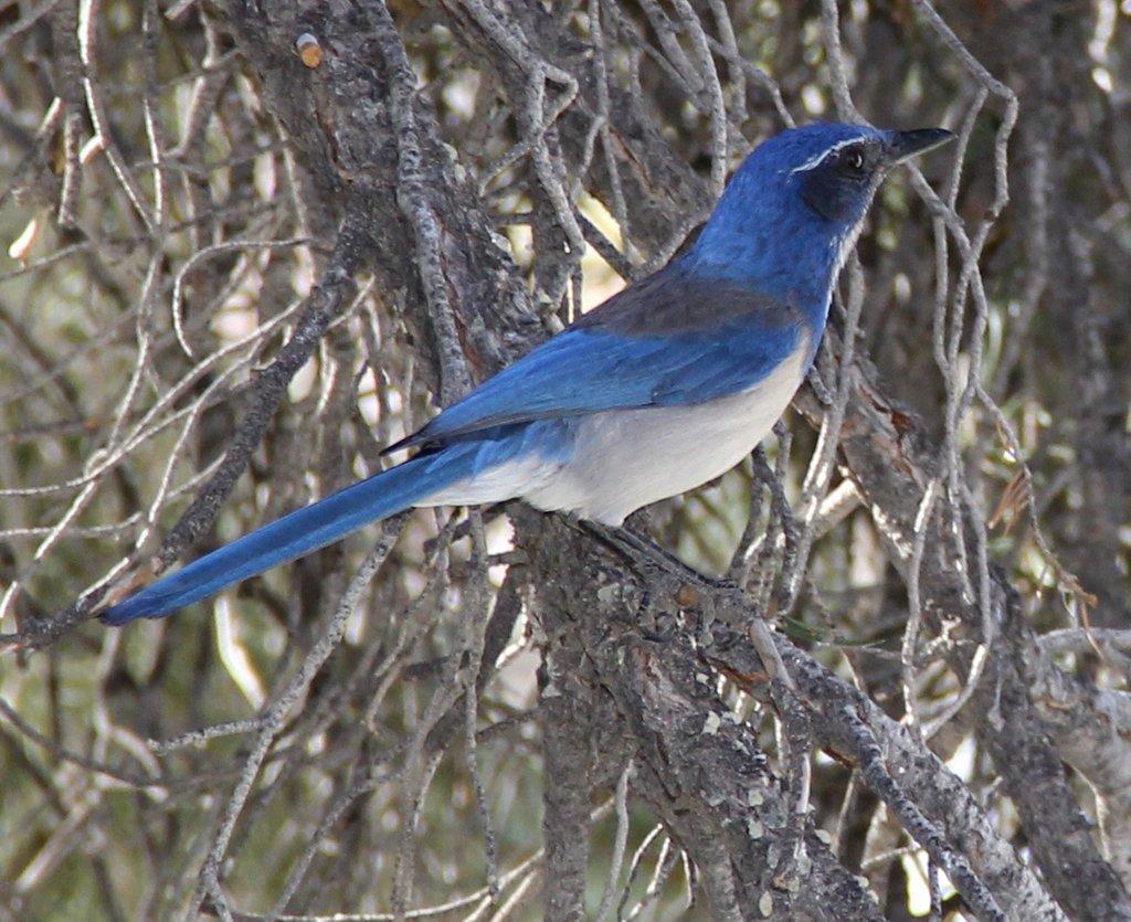 Photo of CA Scrub-Jay