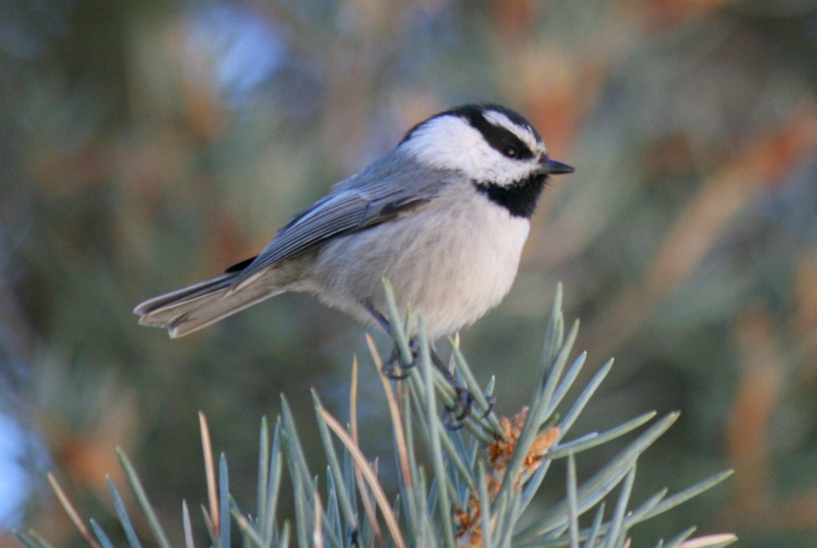 Photo of Mountain Chickadee in a pinyon pine