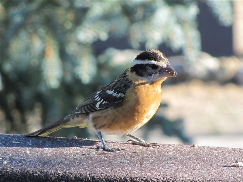 Photo of Black-headed Grosbeak female