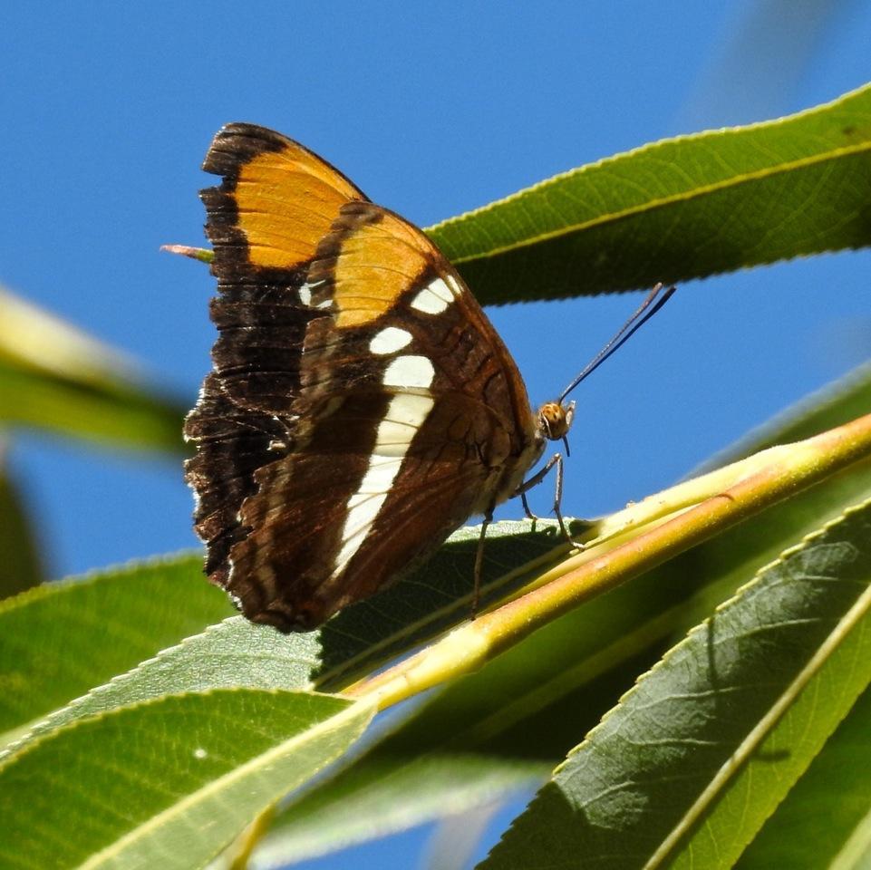 Photo of a California sister butterfly
