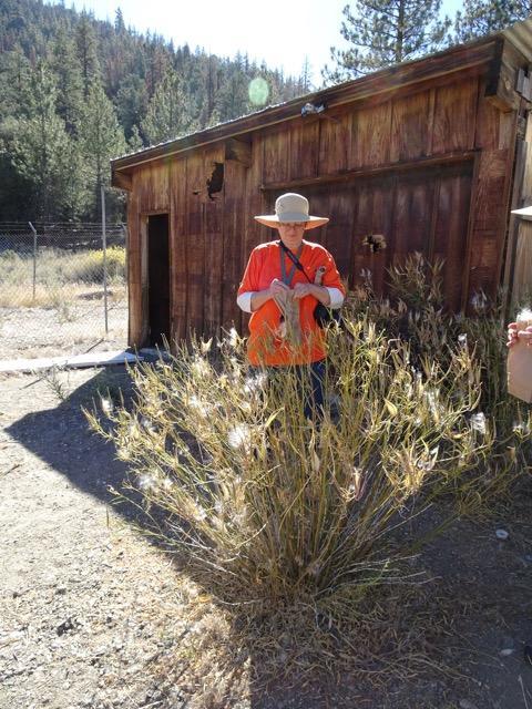 Photo of collecting seeds from a Narrow-leaf Milkweed near PMC