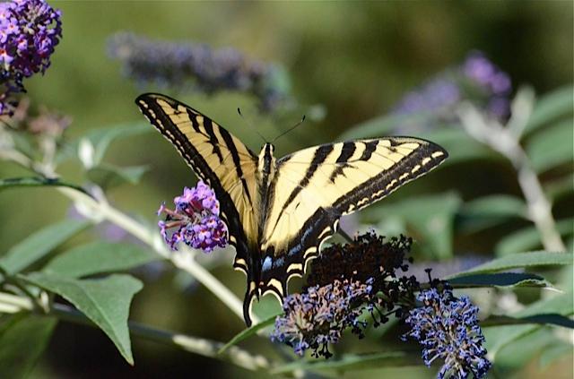Photo of Western tiger swallowtail butterfly