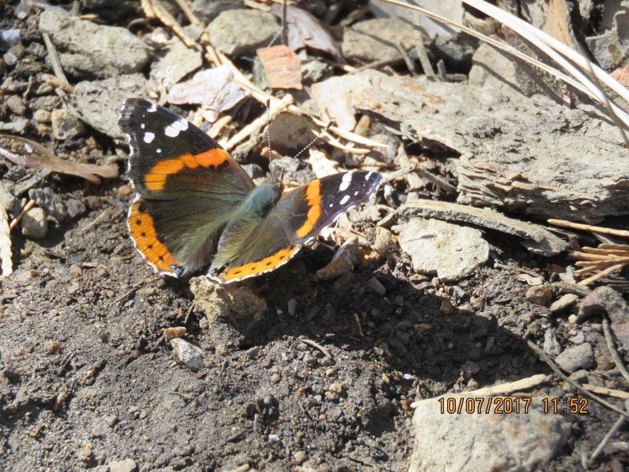 Photo of Red admiral butterfly