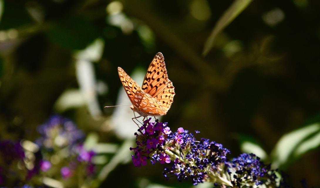 Photo of Variegated fritillary butterfly