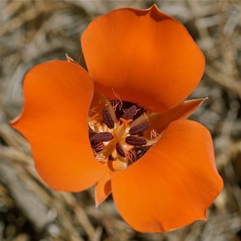 Photo of Kennedy's Mariposa Lily