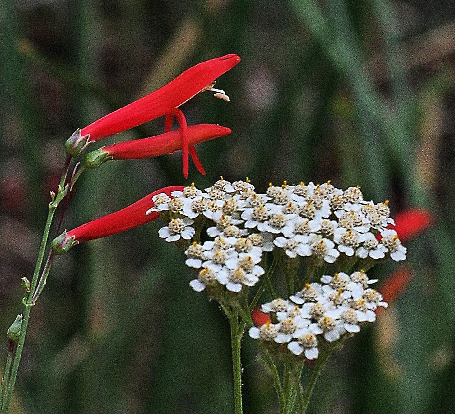 Photo of Common Yarrow/Southern Scarlet Penstemon