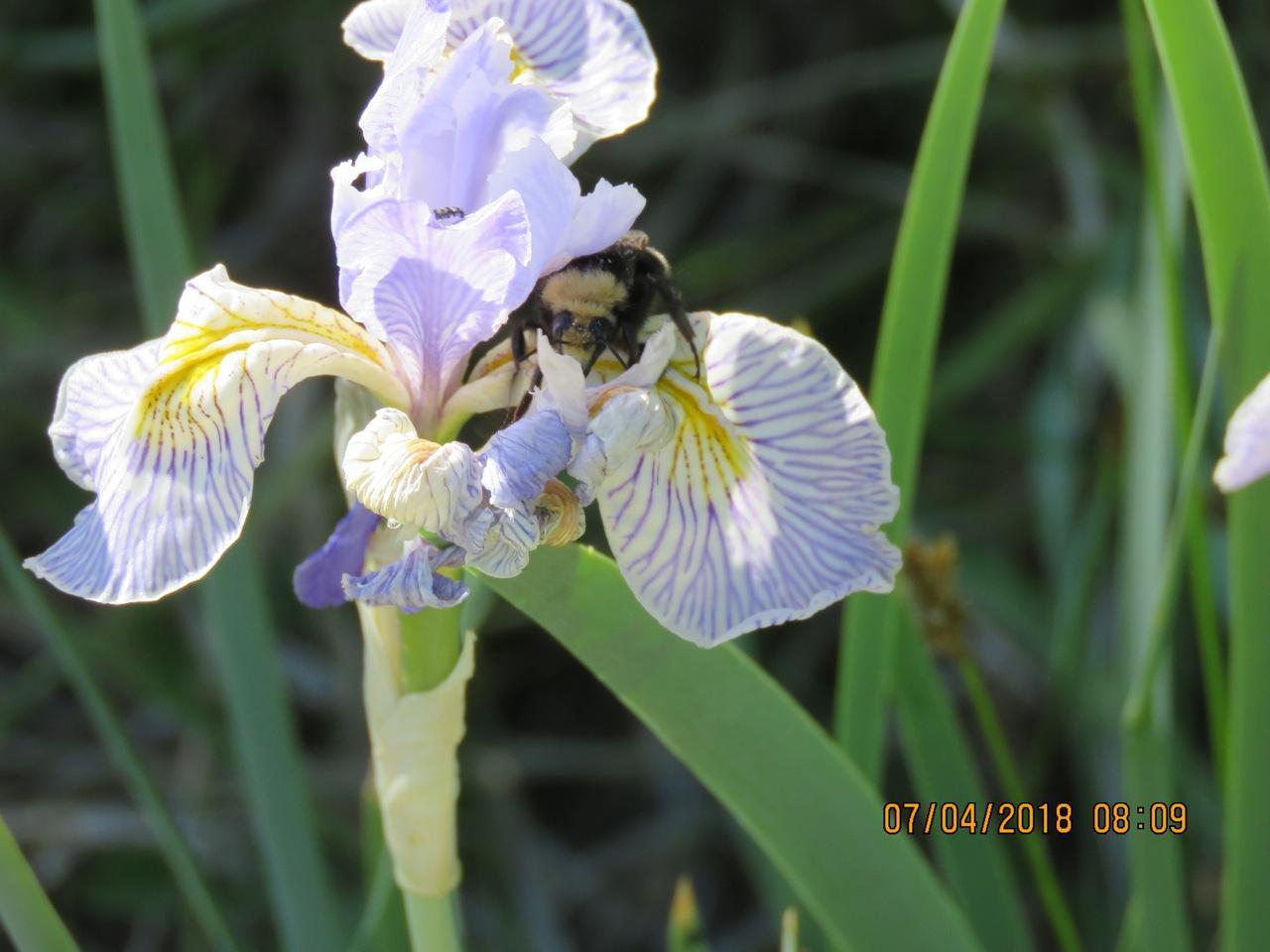 Photo of Bumblebee on Blue Flag Iris