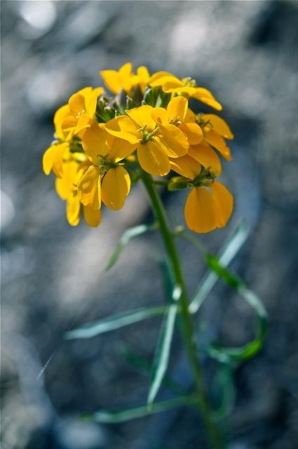 Photo of Western Wallflower