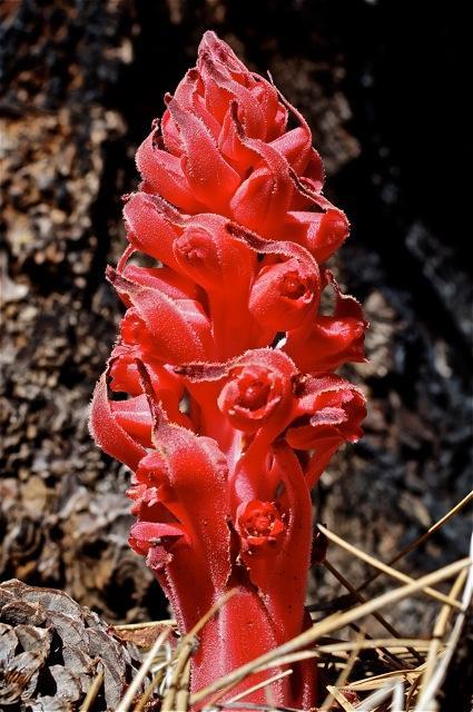 Photo of Sierra Snow Plant