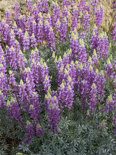 Photo of Lupine