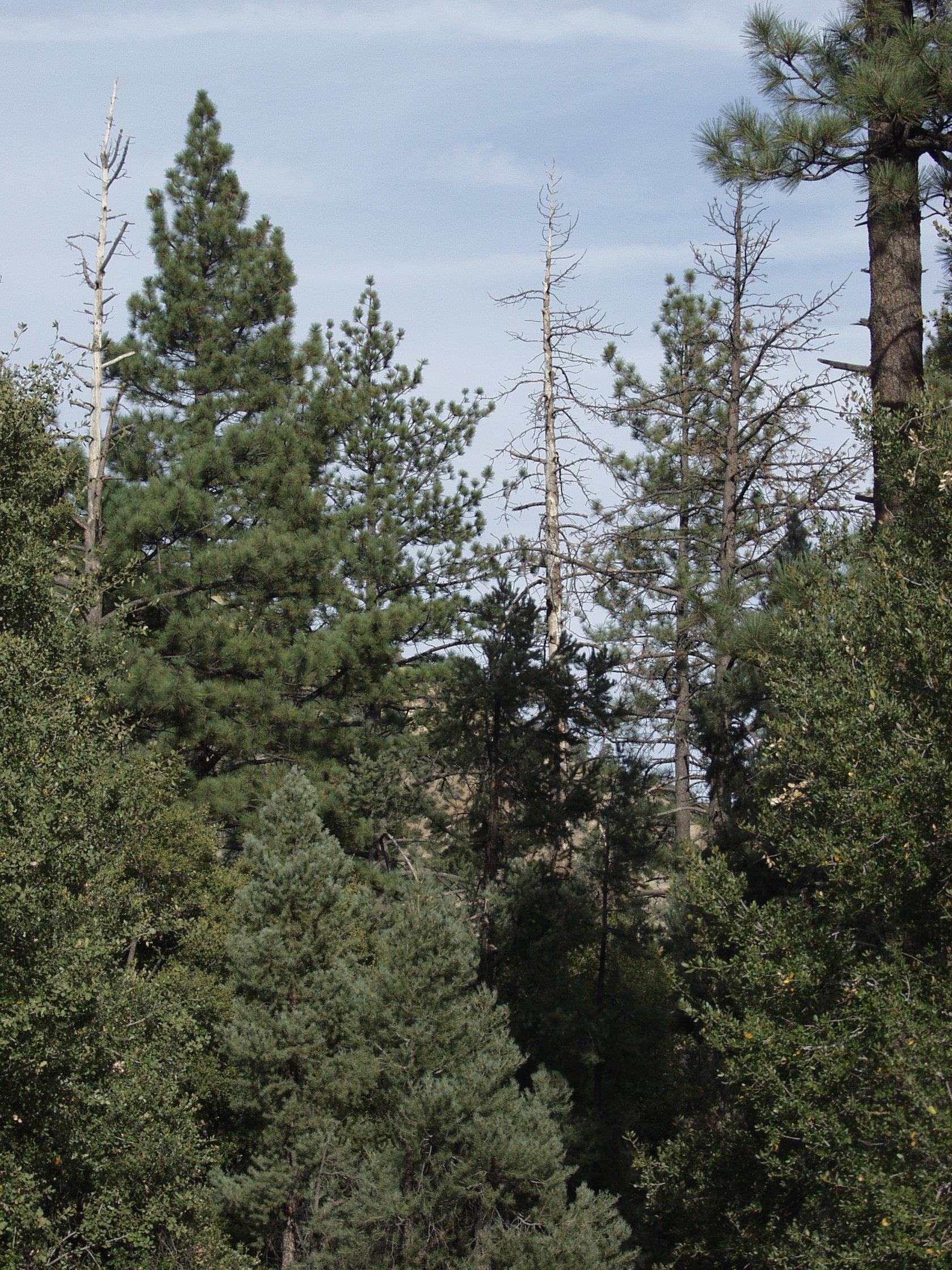 Photo of Pine and fir forest on upper slope of Mt. Pinos