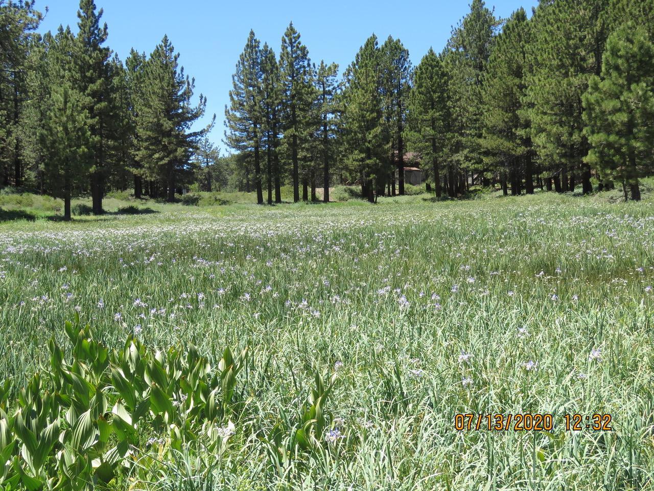 Photo of Meadow at upper end of Mt. Pinos Road