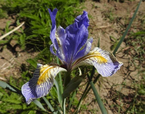 Photo of Western blue flat (iris) in the meadow