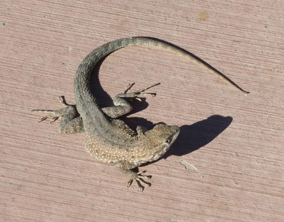 Photo of female western fence lizard