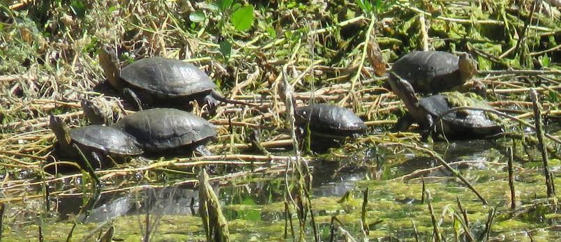 Photo of Western pond turtles warming in the sun 