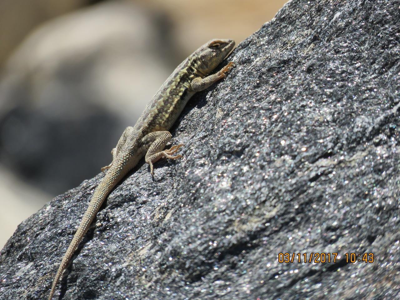 Photo of Side-blotched lizard