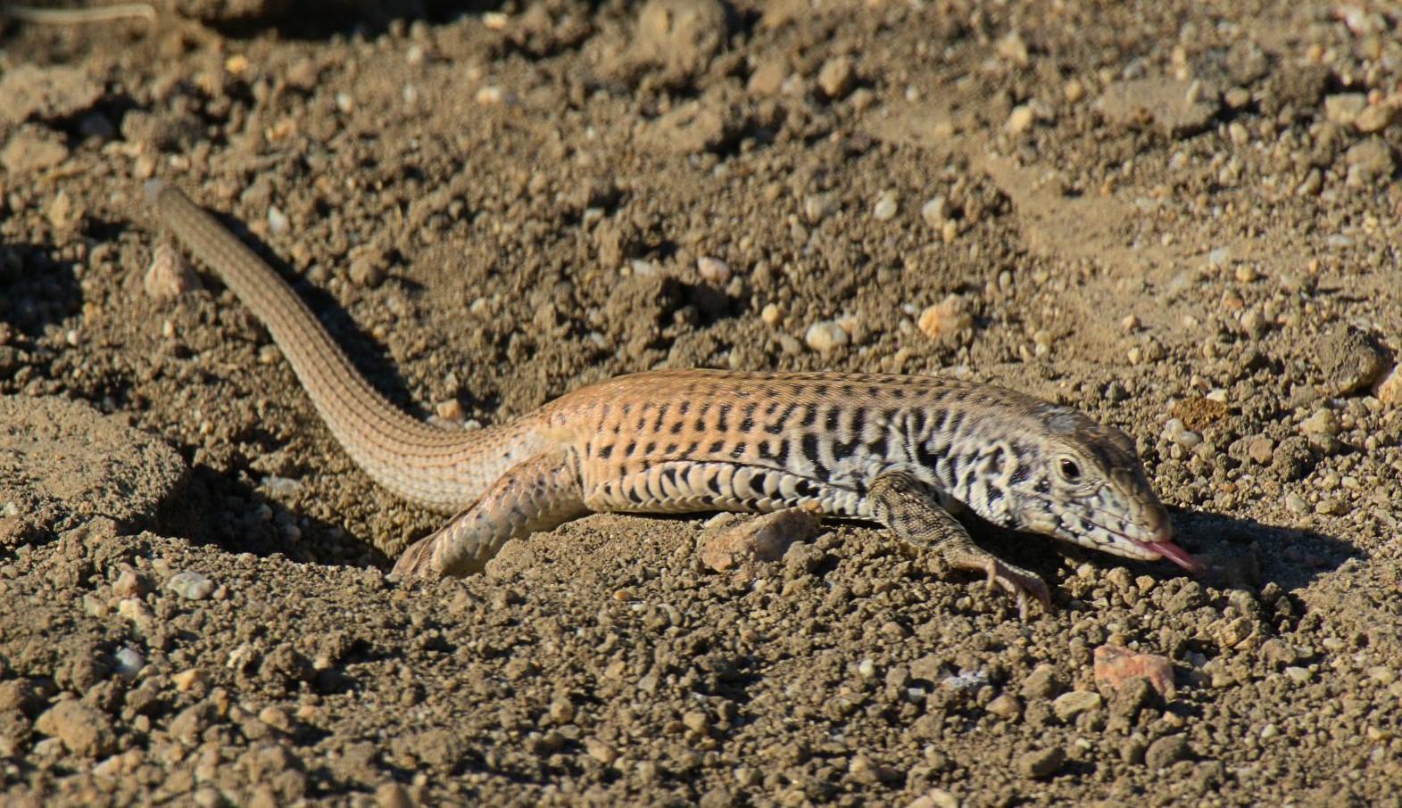 Photo of Western whiptail