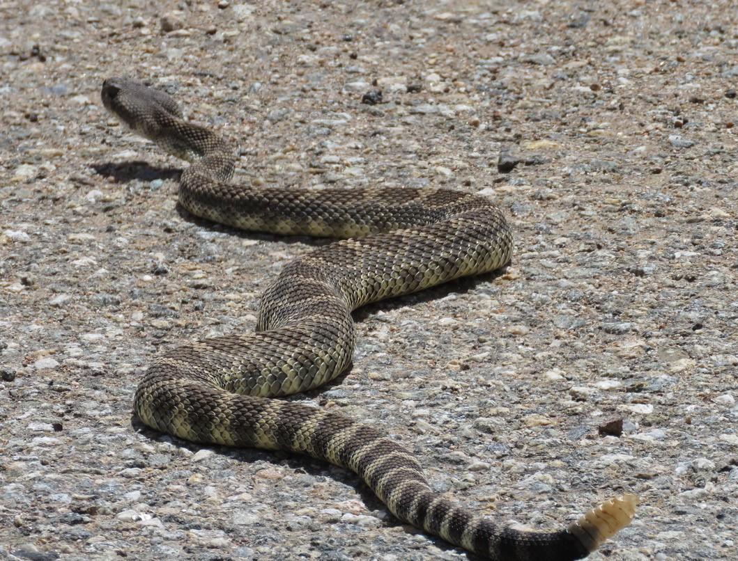 Photo of Pacific rattlesnake-showing tail rattles