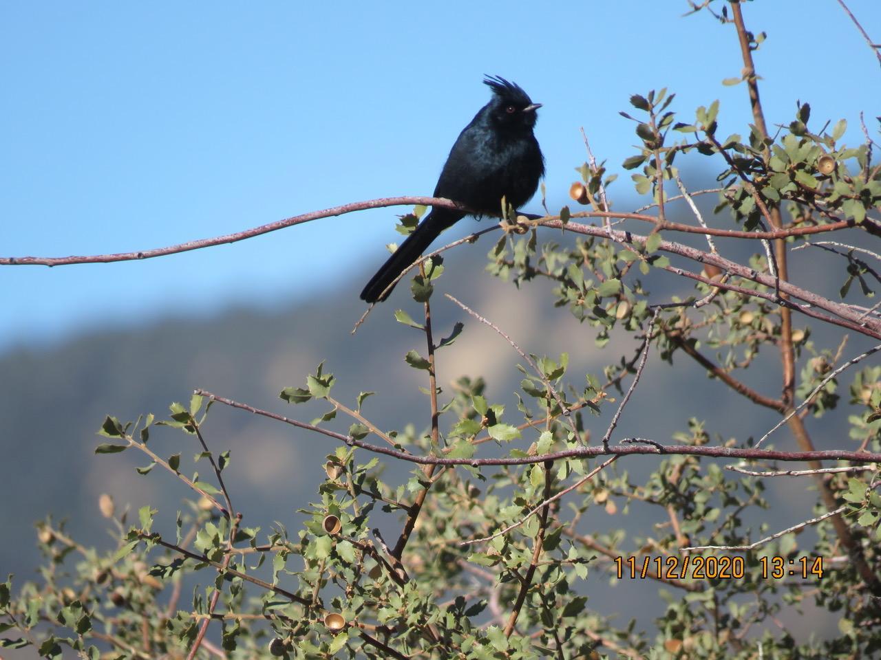 Photo of male phainopepla on scrub oak