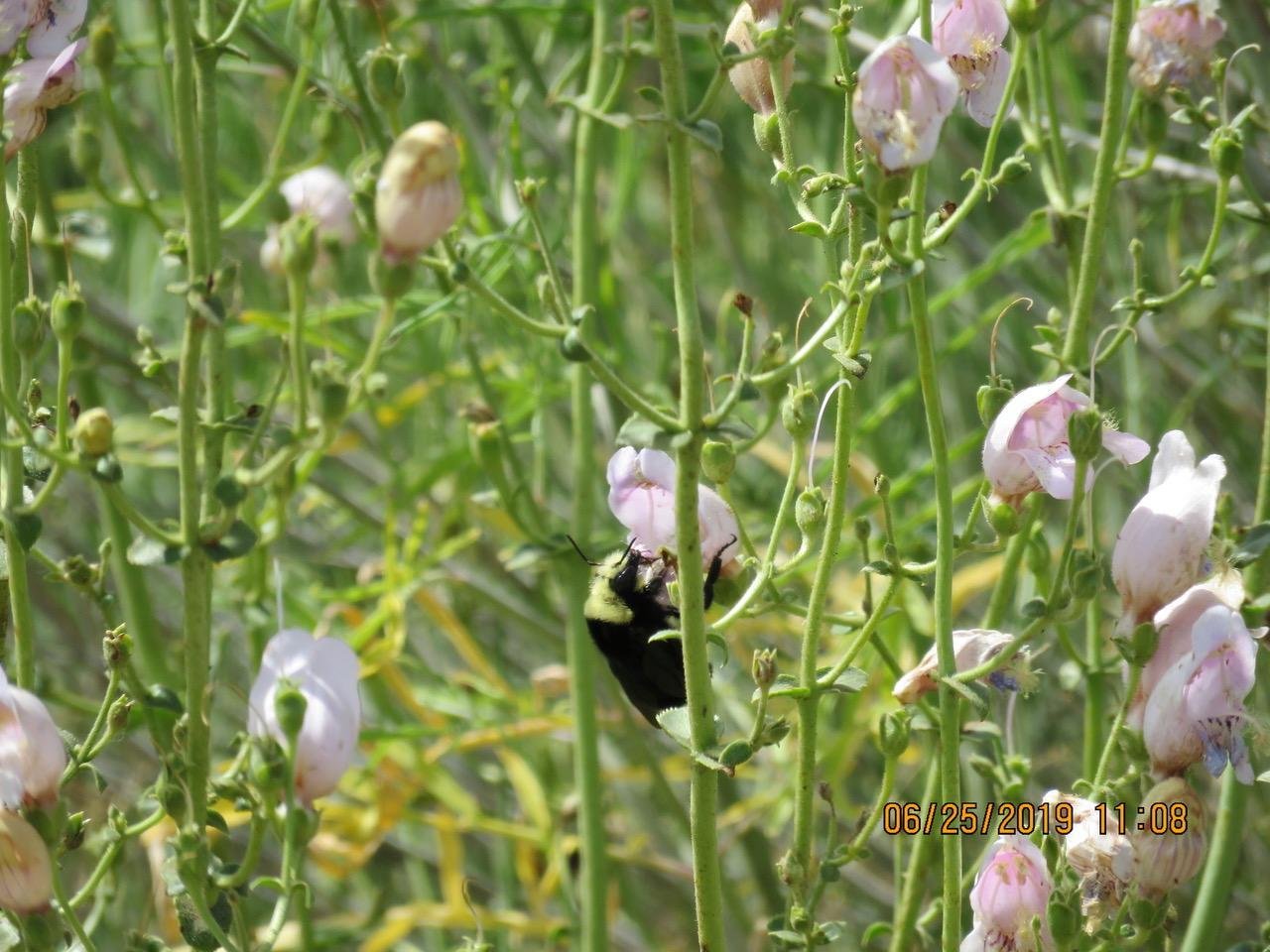 Photo of Grinnell's penstemon with a California bumble bee