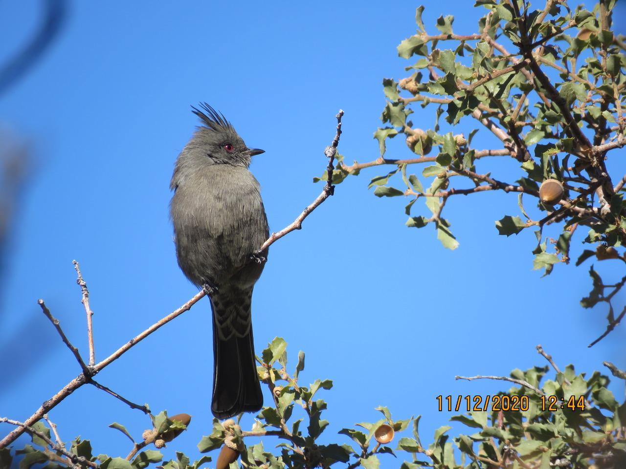 Photo of female phainopepla on scrub oak