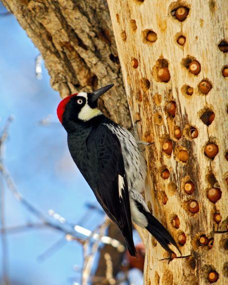 Photo of Acorn woodpecker with its acorn cache