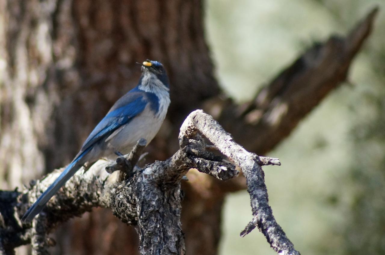 Photo of California scrub-jay with a pine nut