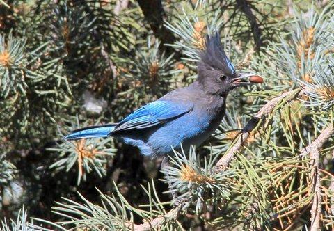 Photo of Steller's jay in a pinyon pine with a pine nut