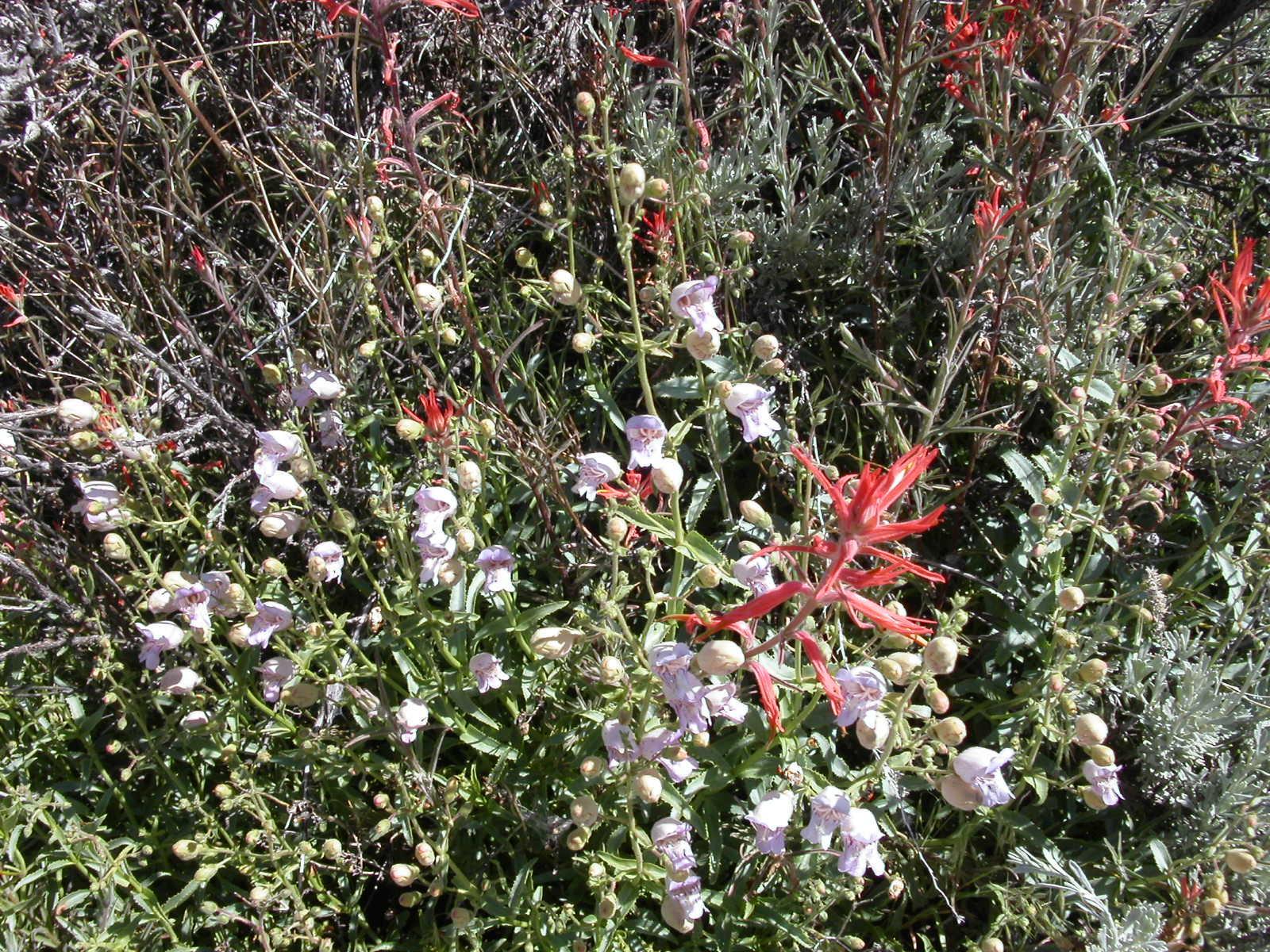 Photo of Paint brush, Grinnell's penstemon and sagebrush