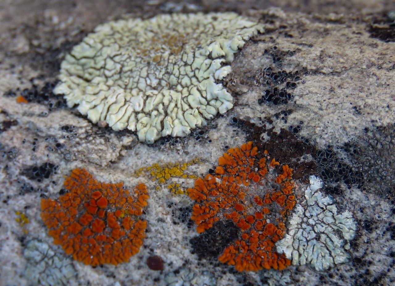 Photo of	Several species of Rock Lichen – near PMC