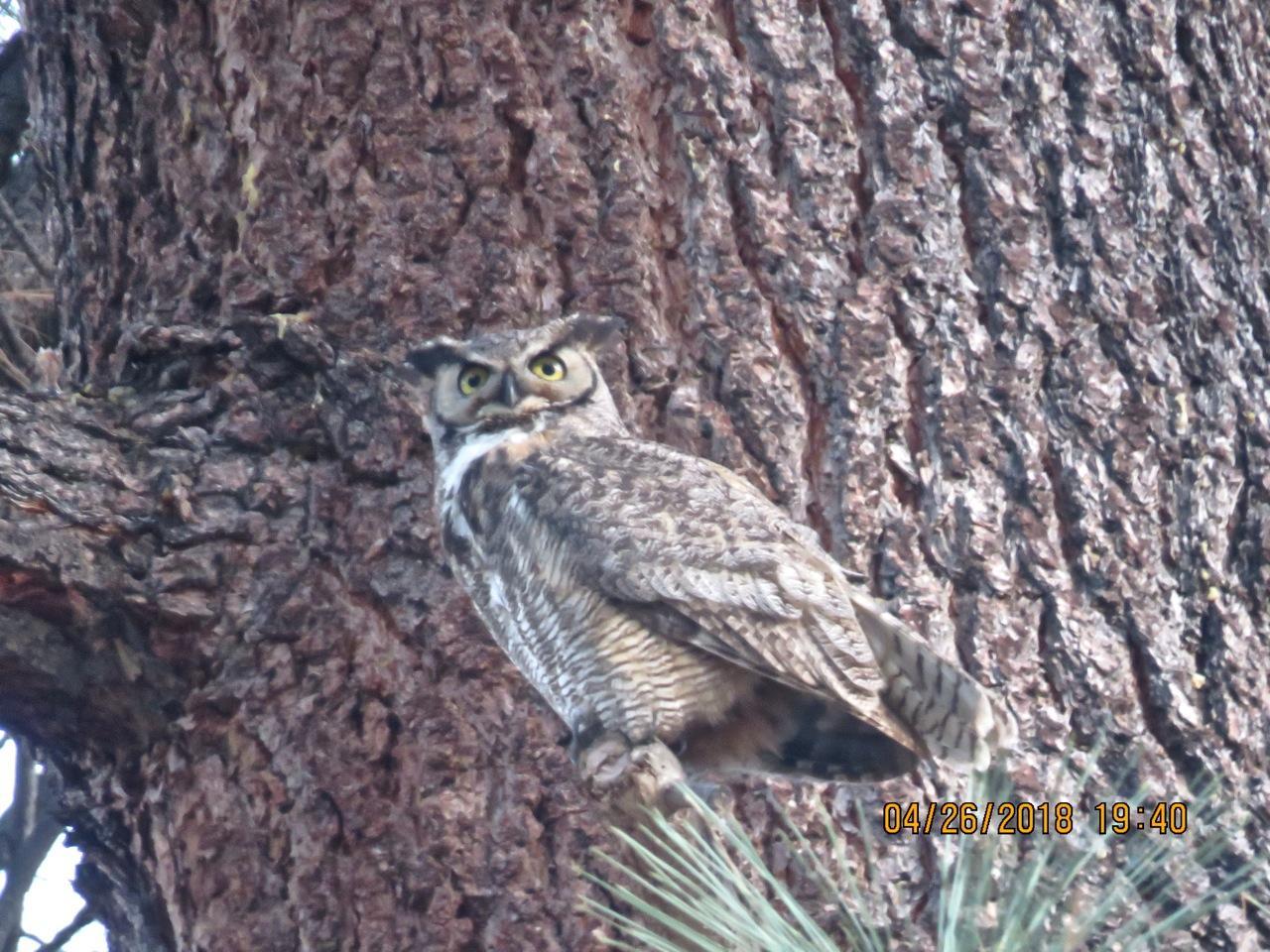 photo of	Great horned owl on Jeffrey pine