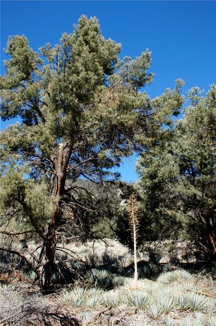 Plants - Pine Mountain Club