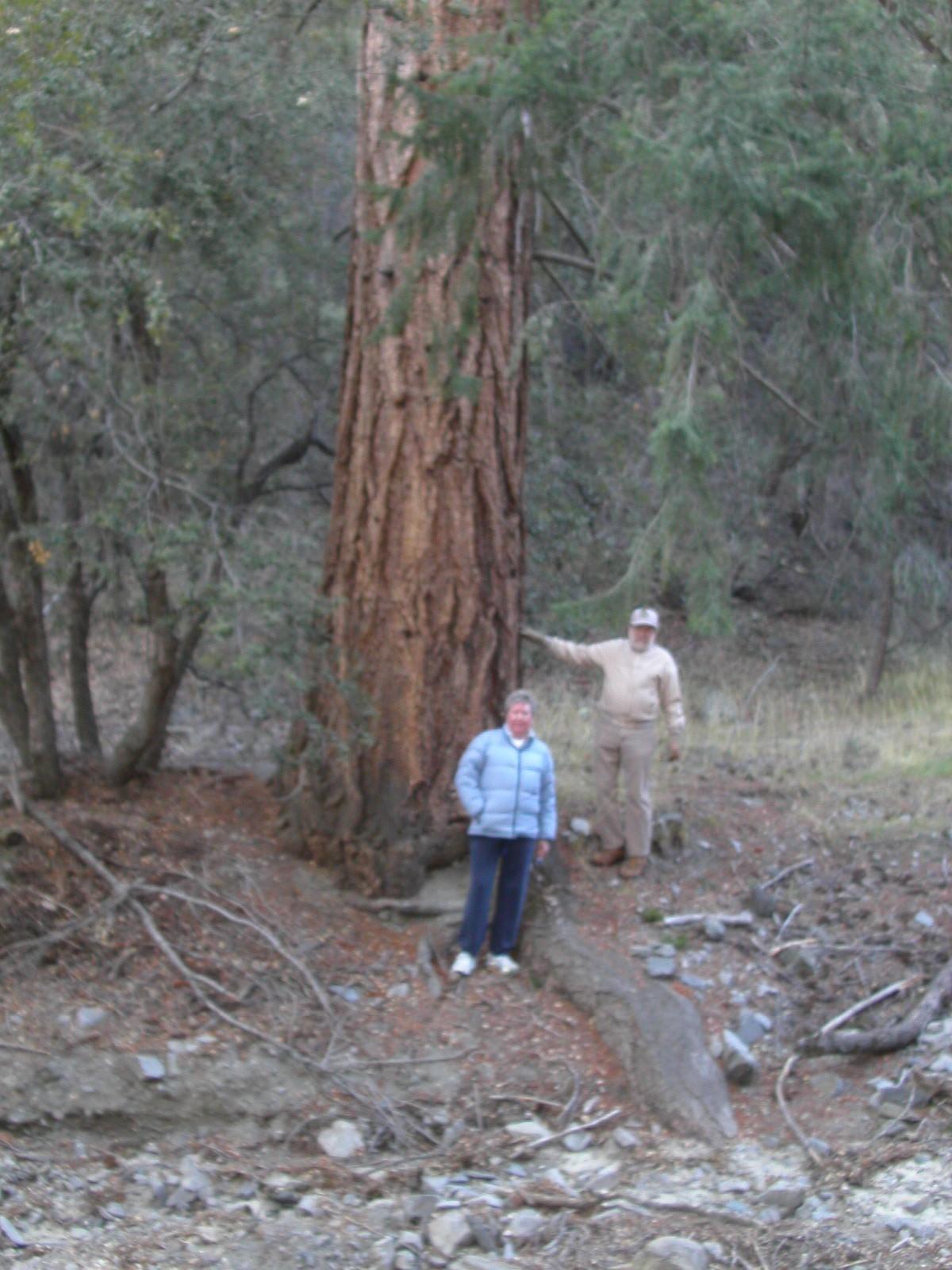 Photo of Bigcone Douglas-fir with Edie Stafford and Jim Lockhart