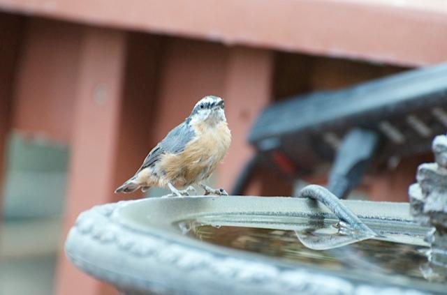 Photo of Fig. 2: Red-breasted nuthatch drinking (MM)