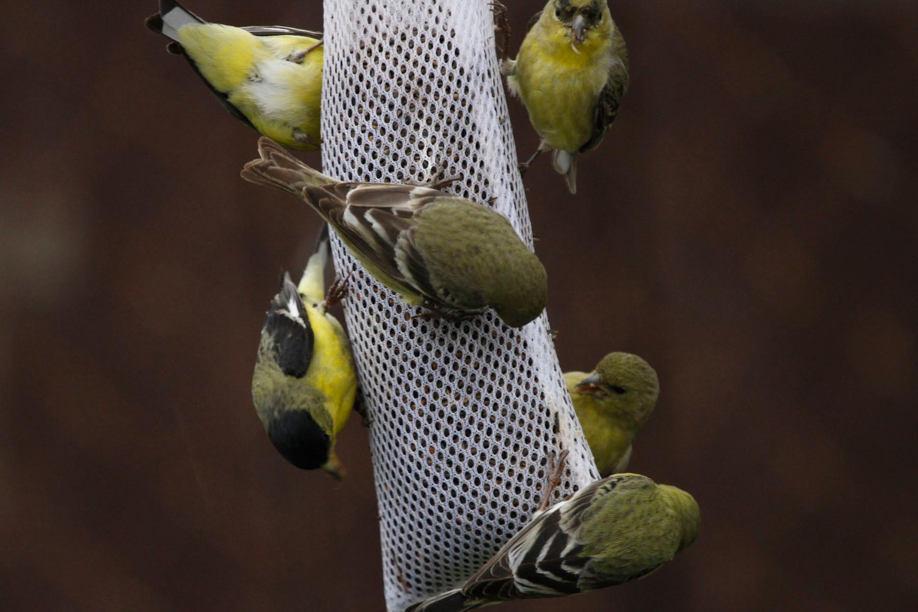 Photo of Fig. 8: Lesser goldfinch on nyjer thistle tube feeder (CN)