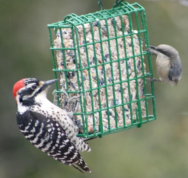 Photo of Fig. 9: Nuttall's woodpecker and pygmy nuthatch on suet cage (KP)