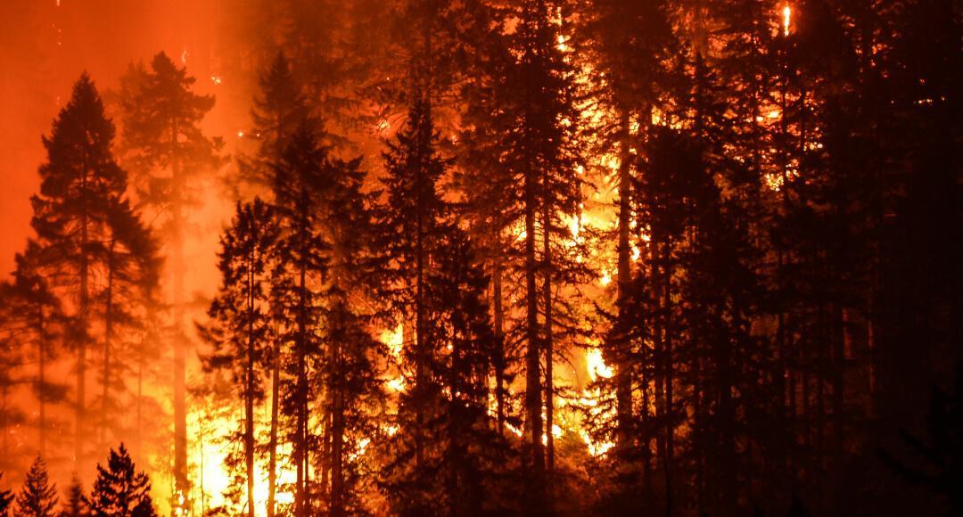 Photo of a forest fire